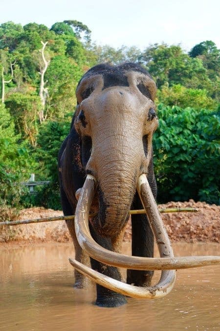 Elephant Jungle Half Day Visit